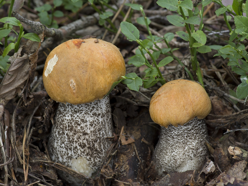 Leccinum versipelle